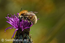 Veränderliche Hummel (Bombus humilis)