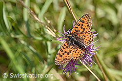 Roter Scheckenfalter (Melitaea didyma) auf Skabiosen-Flockenblume (Centaurea scabiosa) (F172836)