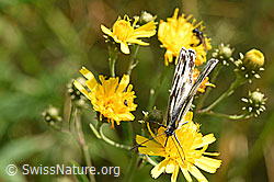 Schachbrett (Melanargia galathea) auf Doldigem Habichtskraut (Hieracium umbellatum) (F172841)