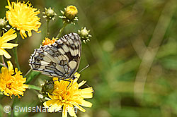 Doldiges Habichtskraut (Hieracium umbellatum)