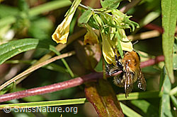 Veränderliche Hummel (Bombus humilis)