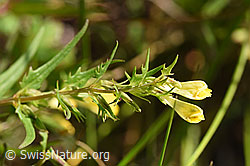 Heide-Wachtelweizen (Melampyrum pratense) (02.08.2020, F172846)