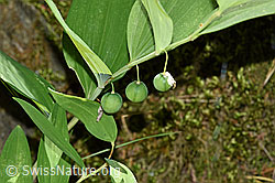 Echtes Salomonssiegel (Polygonatu odoratum). (02.08.2020, F172861)