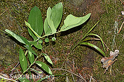 Echtes Salomonssiegel (Polygonatu odoratum) (F172863)