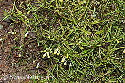 Heide-Wachtelweizen (Melampyrum pratense) (02.08.2020, F172866)