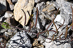 Alpen-Gänsekresse (Arabis alpina) (F172975) Alpen-Gänsekresse (Arabis alpina) (F172975)