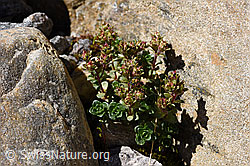 Zweiblütiger Steinbrech (Saxifraga biflora) (F172977)