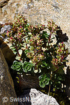 Zweiblütiger Steinbrech (Saxifraga biflora) (F172978)