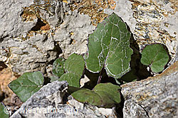 Huflattich (Tussilago farfara) (F172983)