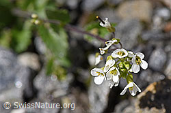 Alpen-Gänsekresse (Arabis alpina) (F172992) Alpen-Gänsekresse (Arabis alpina) (F172992)