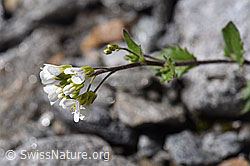 Alpen-Gänsekresse (Arabis alpina) (F172993) Alpen-Gänsekresse (Arabis alpina) (F172993)