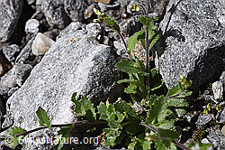 Alpen-Gänsekresse (Arabis alpina) (F172995) Alpen-Gänsekresse (Arabis alpina) (F172995)
