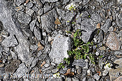 Alpen-Gänsekresse (Arabis alpina) (F172996) Alpen-Gänsekresse (Arabis alpina) (F172996)