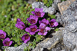 Gegenblättriger Steinbrech (Saxifraga oppositifolia) (F172998) Gegenblättriger Steinbrech (Saxifraga oppositifolia) (F172998)