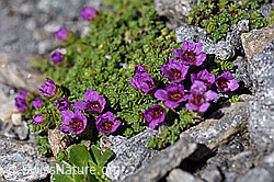 Gegenblättriger Steinbrech (Saxifraga oppositifolia) (F173000) Gegenblättriger Steinbrech (Saxifraga oppositifolia) (F173000)