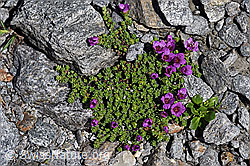 Gegenblättriger Steinbrech (Saxifraga oppositifolia) (F173002) Gegenblättriger Steinbrech (Saxifraga oppositifolia) (F173002)