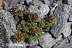 Saxifraga biflora (F173005)