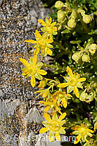 Bewimperter Steinbrech (Saxifraga aizoides) (F173041) Bewimperter Steinbrech (Saxifraga aizoides) (F173041)