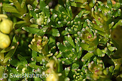 Bewimperter Steinbrech (Saxifraga aizoides) (F173042) Bewimperter Steinbrech (Saxifraga aizoides) (F173042)