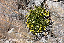 Bewimperter Steinbrech (Saxifraga aizoides) (F173043) Bewimperter Steinbrech (Saxifraga aizoides) (F173043)