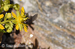 Zaphne ambigua (Blumenfliege) auf Bewimpertem Steinbrech (Saxifraga aizoides) (F173044) Zaphne ambigua (Blumenfliege) auf Bewimpertem Steinbrech (Saxifraga aizoides) (F173044)