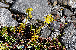 Bewimperter Steinbrech (Saxifraga aizoides) (F173053) Bewimperter Steinbrech (Saxifraga aizoides) (F173053)