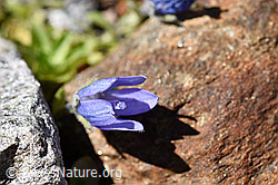 Campanula cenisia (F173066)