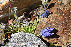 Campanula cenisia (F173069)
