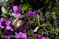 Bergwald-Hummel (Bombus wurflenii) auf Gegenblättrigem Steinbrech (Saxifraga oppositifolia) (F173121)