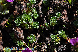 Gegenblättriger Steinbrech (Saxifraga oppositifolia) (F173125)