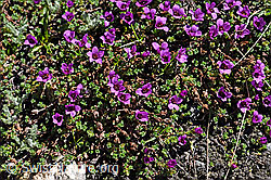 Gegenblättriger Steinbrech (Saxifraga oppositifolia) (F173126)