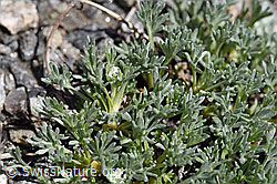 Ährige Edelraute (Artemisia genipi) (F173143)