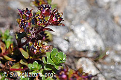 Zweiblütiger Steinbrech (Saxifraga biflora) (08.2020, F173147)