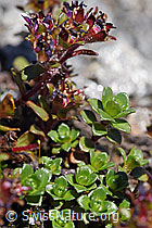 Zweiblütiger Steinbrech (Saxifraga biflora) (08.2020, F173148)