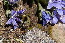 Höhen-Hummel (Bombus sichelii) auf Mont Cenis-Glockenblume (Campanula cenisia)