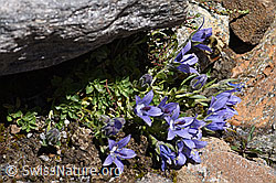 Mont Cenis-Glockenblume (Campanula cenisia) (08.2020, F173159)