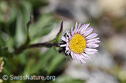 Einköpfiges Berufkraut (Erigeron uniflorus) (08.2020, F173162)