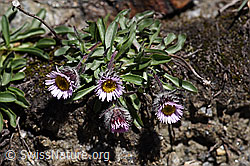 Einköpfiges Berufkraut (Erigeron uniflorus) (F173166)