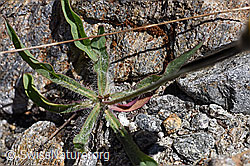 Grauzottiges Habichtskraut (Hieracium piliferum) (F173174) Grauzottiges Habichtskraut (Hieracium piliferum) (F173174)