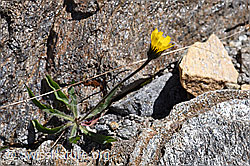 Grauzottiges Habichtskraut (Hieracium piliferum) (F173176) Grauzottiges Habichtskraut (Hieracium piliferum) (F173176)