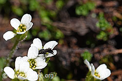 Mannsschild-Steinbrech (Saxifraga androsacea) (08.2020, F173177)