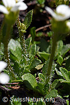 Mannsschild-Steinbrech (Saxifraga androsacea) (08.2020, F173181)