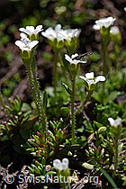 Mannsschild-Steinbrech (Saxifraga androsacea) (08.2020, F173182)