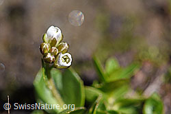 Bläuliche Gänsekresse (Arabis caerulea) (F173186)