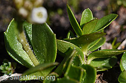 Bläuliche Gänsekresse (Arabis caerulea) (F173187)