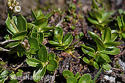 Bläuliche Gänsekresse (Arabis caerulea) (F173188)