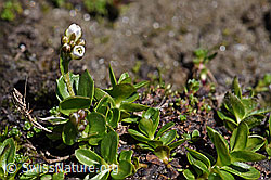 Bläuliche Gänsekresse (Arabis caerulea) (F173189)