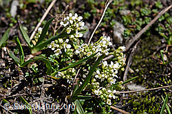 Alpen-Gämskresse (Pritzelago alpina) (F173193)
