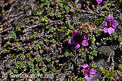 Mistbiene (Eristalis tenax) auf gegenblättrigem Steinbrech (Saxifraga oppositifolia) (F173194)