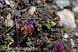 Mistbiene (Eristalis tenax)